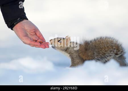 Eastern Grey Squirrel (Sciurus carolinensis) introduced species, adult, feeding, being hand fed peanuts by person, standing on snow, Sheffield, South Stock Photo