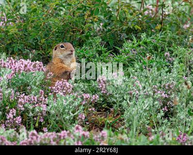 European european ground squirrel (Spermophilus citellus) adult, near the entrance to the burrow at Wildflowers, Bulgaria Stock Photo