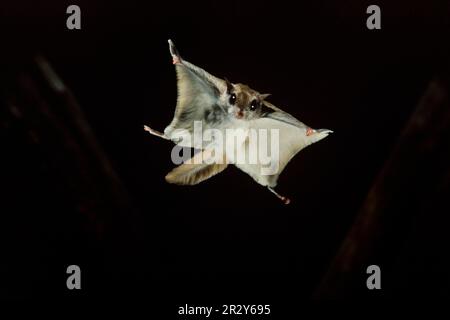 Southern Flying Squirrel (Glaucomys volans) adult, gliding at night, Ohio (U.) S. A Stock Photo