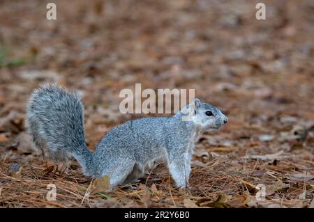 Delmarva Fox Squirrel, endangered species, rodents, mammals, animals, Delmarva Fox Squirrel (Sciurus niger cinereus) endangered subspecies, adult Stock Photo