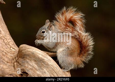 Arizona gray squirrel (Sciurus arizonensis), Rodents, Mammals, Animals, Arizona Grey Squirrel Adult feeding, utricularia ochroleuca (U.) (U.) S. A Stock Photo