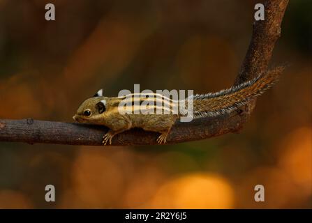 Tamiops mcclellandii, himalayan striped squirrel (Tamiops mcclellandii), Tree Striped Squirrel, Rodents, Mammals, Animals, Himalayan Striped Squirrel Stock Photo