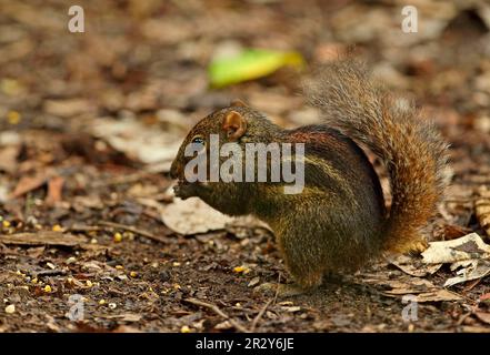 Berdmore's ground squirrel (Menetes berdmorei), rodents, mammals, animals, Indochinese Ground Squirrel adult, feeding on ground, near Kaeng Krachan Stock Photo