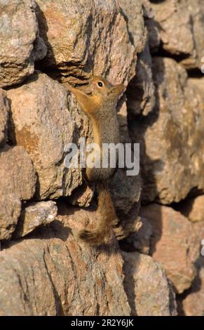 Caucasian squirrel (Sciurus anomalus), Caucasian squirrels, rodents, mammals, animals, Persian Squirrel adult, climbing stone wall, Lesvos, Greece Stock Photo