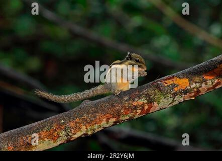 Tamiops mcclellandii, himalayan striped squirrel (Tamiops mcclellandii), tree striped squirrel, rodents, mammals, animals, Himalayan Striped Squirrel Stock Photo