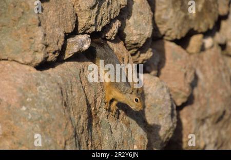 Caucasian squirrel (Sciurus anomalus), Caucasian squirrels, rodents, mammals, animals, Persian squirrel adult, among rocks of stone wall, Lesvos Stock Photo