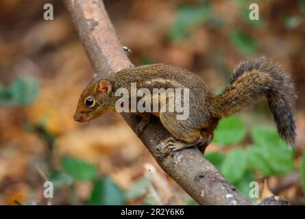 Berdmore's ground squirrel (Menetes berdmorei), rodents, mammals, animals, Indochinese Ground Squirrel adult, climbing on Kaeng Krachan N. P. Thailand Stock Photo