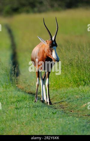 Blesbok (Damaliscus dorcas phillipsi) adult, standing on worn track, Eastern Cape, South Africa Stock Photo