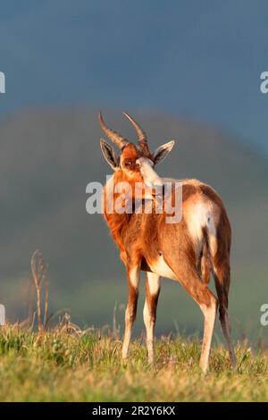 Blesbok (Damaliscus dorcas phillipsi) adult, Care, Malolotja Nature Reserve, Swaziland Stock Photo