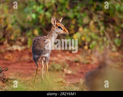Katta yoshli ayollar bilan jinsiy aloqa