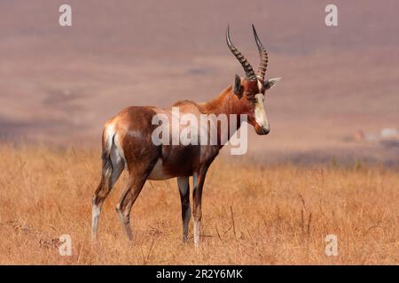 Blesbok (Damaliscus dorcas phillipsi) adult, standing in highveld grassland, Malolotja N. P. Swaziland Stock Photo