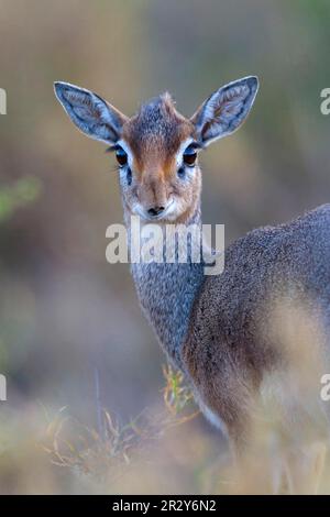 Kirk's kirk's dik-dik (Madoqua kirkii), adult female, close-up of head and shoulders, Serengeti N. P. Tanzania Stock Photo