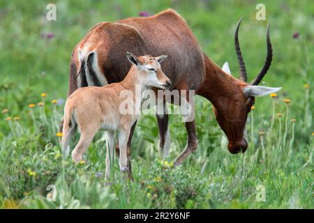 Blesbok (Damaliscus dorcas phillipsi), adult female with calf, Malolotja Nature Reserve, Swaziland Stock Photo