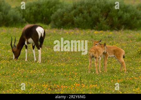 Bontebok (Damaliscus dorcas) adult female with young, Postberg, West Coast N. P. Cape, South Africa Stock Photo