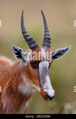 Bontebok (Damaliscus pygargus pygargus) juvenile, close-up of head, Bontebok N. P. Western Cape, South Africa Stock Photo