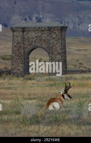 Pronghorn (Antilocapra americana), Yellowstone Male walking resting with Theodore Roosevelt Arch Stock Photo