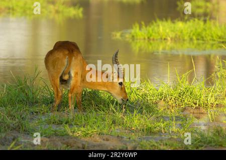 Puku (Kobus vardonii) adult male, feeding in shallow water, South Luangwa N. P. Zambia Stock Photo