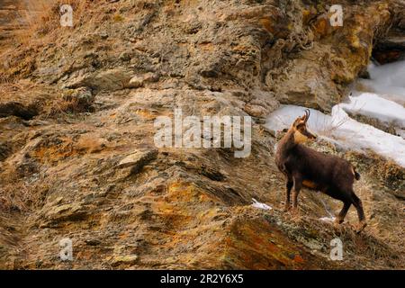 Chamois, chamois, chamoises (Rupicapra rupicapra), goat-like, ungulates, mammals, animals, Alpine Chamois adult, standing on mountain cliff with Stock Photo