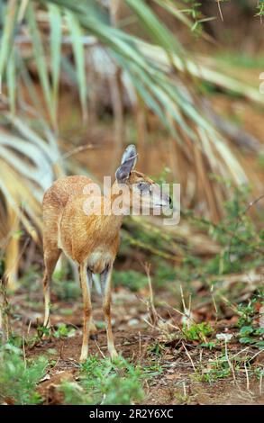 Sharpe's grysbok (Raphicerus sharpei), antelopes, ungulates, even-toed ungulates, mammals, animals, Sharpe's grysbok adult female, standing, Kruger Stock Photo