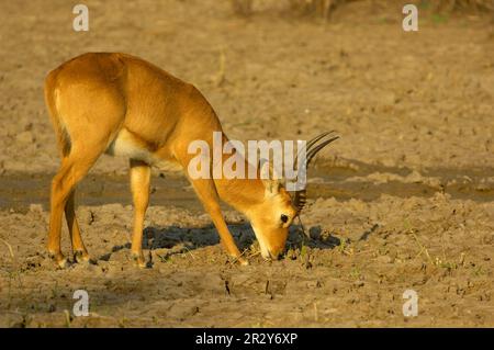 Puku (Kobus vardonii) adult male, grazing, feeding on grass at drying waterhole, South Luangwa N. P. Zambia Stock Photo