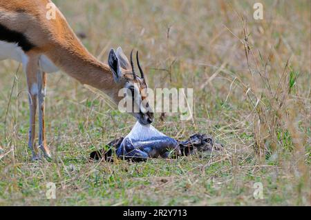 Thomson's gazelle (Gazella thomsoni), adult female removing a foetal sac from a newborn, Masai Mara, Kenya Stock Photo