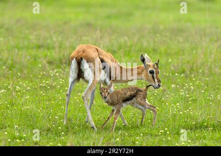 Thomson's gazelle (Gazella thomsoni) adult female, with newborn young, Masai Mara, Kenya Stock Photo