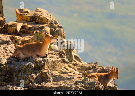 Gredos ibex, Gredos ibex, Iberian ibex, Iberian ibex, Ibex, Capricorns, Goat-like (Capra) Ungulates, Even-toed ungulates, Mammals, Animals, Western Stock Photo