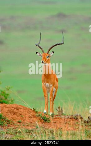 Impala, Black heeled antelope, Impalas (Aepyceros melampus), Black heeled antelopes, Antelopes, Ungulates, Even-toed ungulates, Mammals, Animals Stock Photo