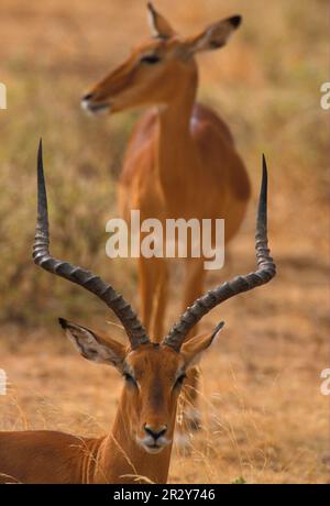 Impala, Black heeled antelope, Impalas (Aepyceros melampus), Black heeled antelopes, Antelopes, Ungulates, Even-toed ungulates, Mammals, Animals Stock Photo