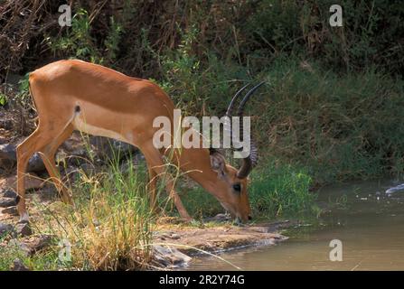 Impala, black heeled antelope, impalas (Aepyceros melampus), black heeled antelopes, antelopes, ungulates, even-toed ungulates, mammals, animals Stock Photo