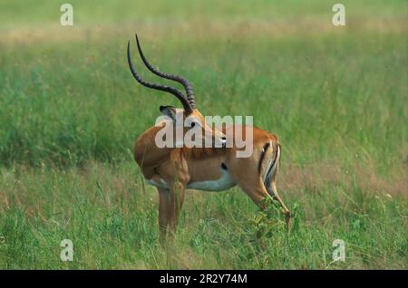 Impala, black heeled antelope, impalas (Aepyceros melampus), black heeled antelopes, antelopes, ungulates, even-toed ungulates, mammals, animals Stock Photo