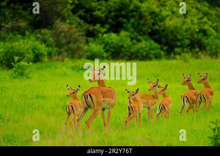 Impala, black heeled antelope, Impalas (Aepyceros melampus), black heeled antelopes, Antelopes, Ungulates, Even-toed ungulates, Mammals, Animals Stock Photo