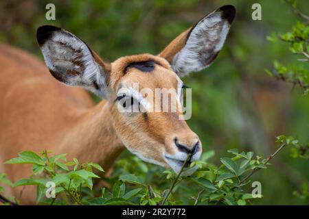 Impala, black heeled antelope, Impalas (Aepyceros melampus), black heeled antelopes, Antelopes, Ungulates, Even-toed ungulates, Mammals, Animals Stock Photo