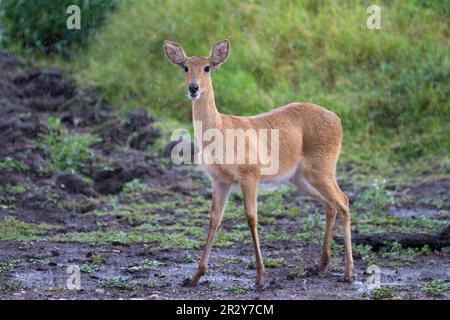 Bohor reedbuck (Redunca redunca), Reedbuck, Isabella Antelope, Common Reedbuck, Reedbuck, Isabella Antelope, Ungulates, Even-toed ungulates, Mammals Stock Photo