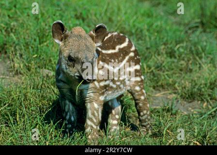 South American lowland tapir (Tapirus terrestris) close-up, baby standing on grass, grass in mouth Stock Photo