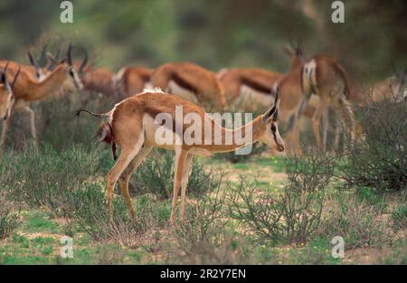 Springbok (Antidorcas marsupialis), adult female, calf born, standing near the herd, Kgalagadi Transfrontier Park, South Africa Stock Photo