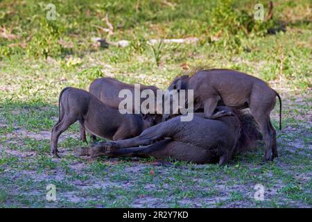 Common warthog (Phacochoerus africanus), warthogs, pigs, ungulates, mammals, animals, Common Warthog adult female with young, suckling, Okavango Stock Photo