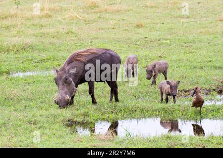 Common common warthog (Phacochoerus africanus), adult female with young, foraging next to pond with hamerkop (Scopus umbretta), Okavango Delta Stock Photo
