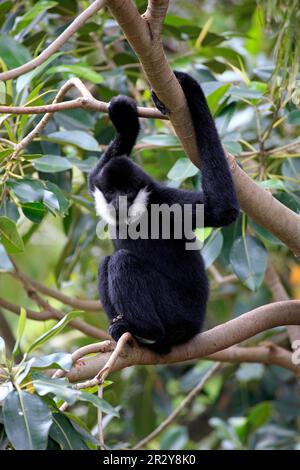 Northern white-cheeked gibbon (Nomascus leucogenys), adult male Stock Photo