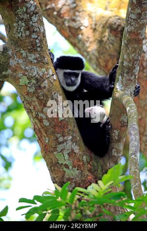 Angolan black and white (Colobus angolensis) female with young Stock Photo
