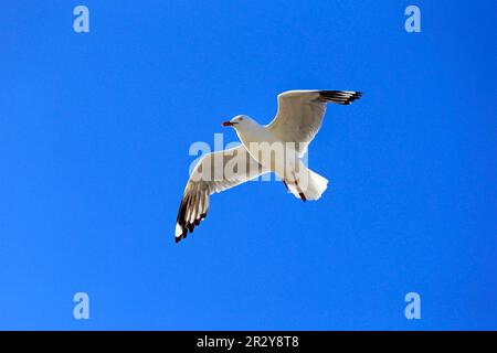Silver gull (Larus novaehollandiae), flying, West Lakes Shore, South Australia, Australia Stock Photo