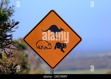 Traffic sign, caution, animal protection, nature conservation, koala, wombat, kangaroo, Victoria, Australia Stock Photo