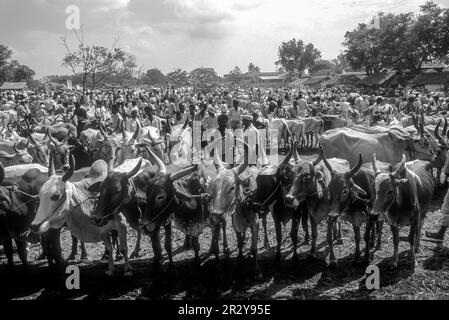 Cattles for sale, weekly Periodical market at Pollachi, Tamil Nadu, South India, India, Asia Stock Photo