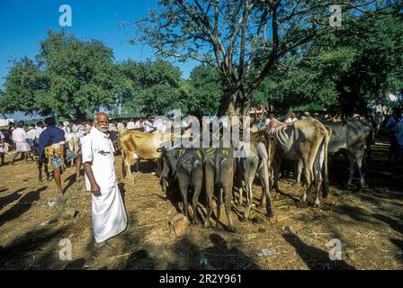 Cattles for sale, weekly Periodical market at Karur, Tamil Nadu, South India, India, Asia Stock Photo