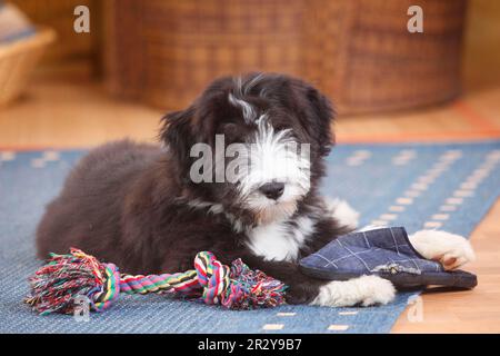 Bearded Collie, puppy, 14 weeks Stock Photo