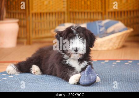 Bearded Collie, puppy, 14 weeks Stock Photo