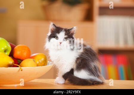 British Longhair, kitten, black-tortie-white, 10 weeks Stock Photo