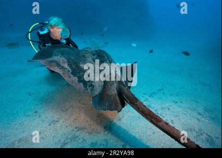 Diver and Atlantic Stingray, Canary Islands, Spain, Atlantic (Dasyatis sabina) Stock Photo