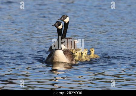 Canada goose family group swimming across a pond in Spring.  Parent geese leading their nine goslings. Stock Photo