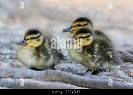 Three fluffy mallard ducklings resting near the edge of a pond in Springtime.  Ducklings spend sometime out of the water to stay warm. Stock Photo